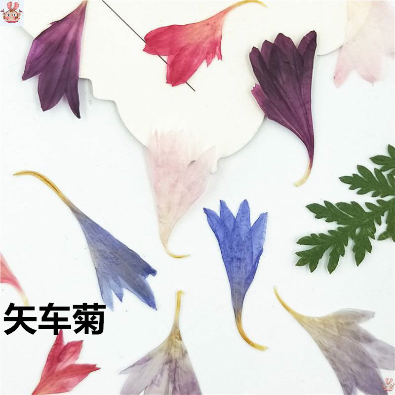 Resin Art Baby - 20個入り、コーンフラワーの花びらの標本。天然の乾燥花、ネイルアート用、フェイスステッカー用、写真用レジン装飾用、手作り素材キット。