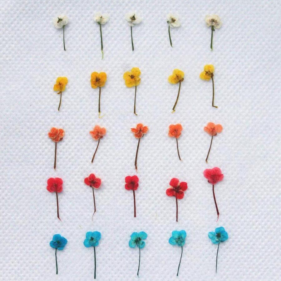 60個入り ミニ押し花 - 写真立て、レジンジュエリー、スマ - Resin Art Case のレビューと価格